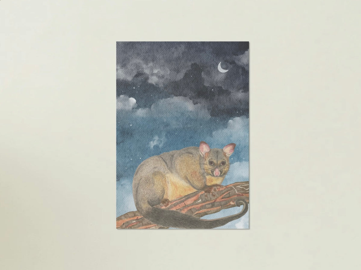 Ringtail Possum Art Print