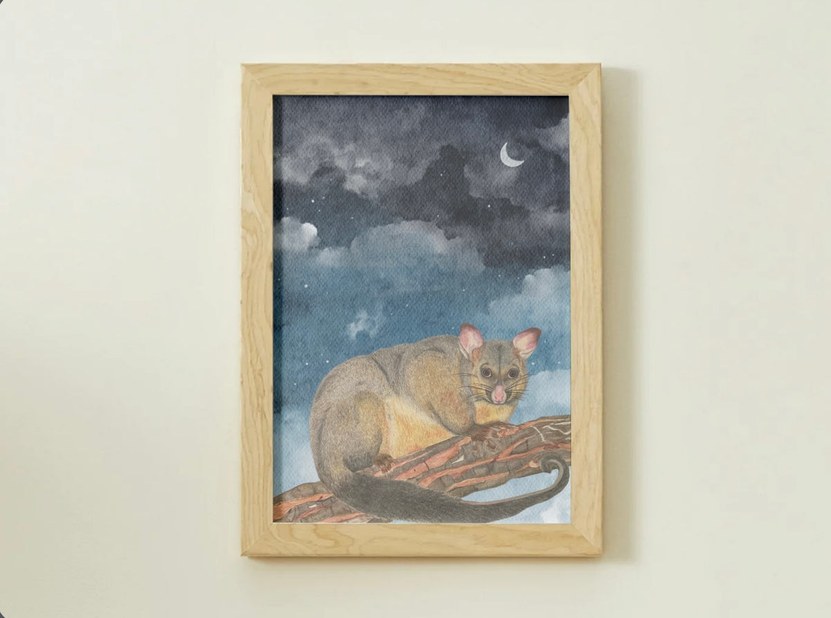 Ringtail Possum Art Print